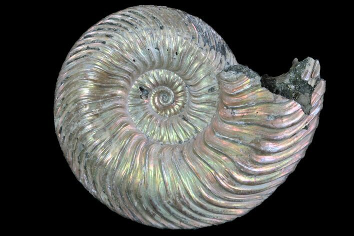 Iridescent Ammonite (Quenstedticeras) Fossil With Pyrite #78508